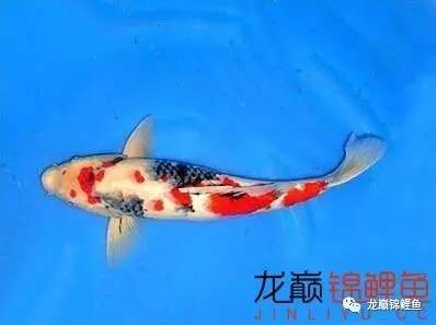 生肖所专属的风水锦鲤 乌鲁木齐水族批发市场 乌鲁木齐龙鱼第1张 生肖所专属的风水锦鲤 乌鲁木齐水族批发市场 乌鲁木齐龙鱼第1张